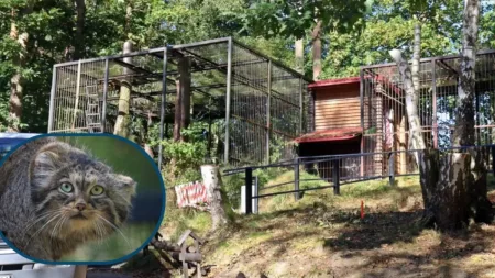 Manule z gdańskiego ZOO zyskają nowy wybieg