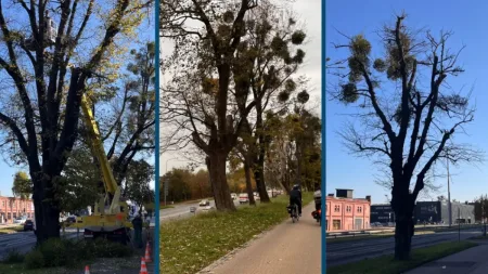 Rusza pielęgnacja ponad 250 drzew. Usuną z nich jemiołę i posusz