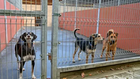 Gdyńskie "Ciapkowo" już po modernizacji. Trwała ponad dekadę