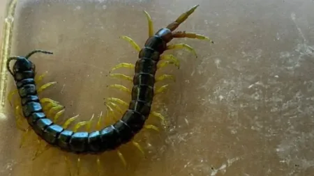 Niebezpieczna skolopendra spacerowała po tapczanie