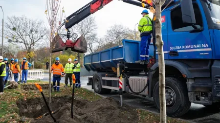 Nowe klony na Starym Chełmie. Posadzili je... bez użycia palików