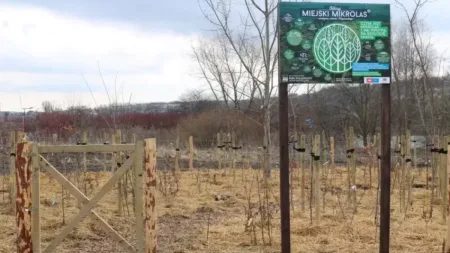 Kolejny mikrolas na mapie Gdańska. Posadzili ponad 600 roślin