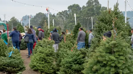 Gdzie w Gdańsku kupić choinkę na święta?