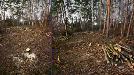 Nielegalna wycinka w Gdyni. Wstrzymała ją czujność mieszkańców