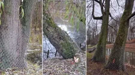 Bobry w Parku Oruńskim: nowi mieszkańcy i ich wpływ na miejski ekosystem