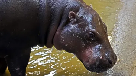 Z Teneryfy do Polski. Słodka Malela trafiła do gdańskiego ZOO
