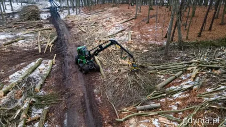 Trwa ostra wycinka drzew pod budowę Obwodnicy Witomina. Zniknie ponad 16 hektarów lasu