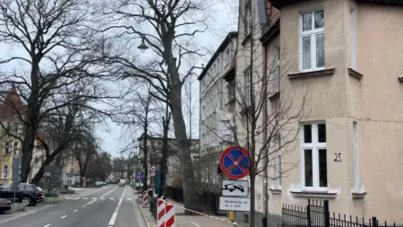 Dorodny buk z centrum Sopotu do wycinki. Zamkną ruchliwą ulicę