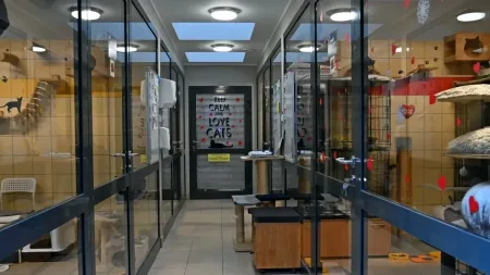 Ciekawa akcja gdyńskiego schroniska. Zakochaj się w kotach z "Ciapkowa"