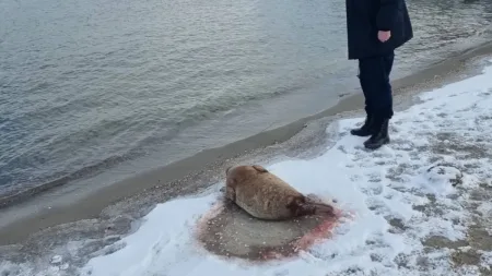 Ranna foka na drzemce w Gdyni? Interweniował EkoPatrol [ZDJĘCIA]