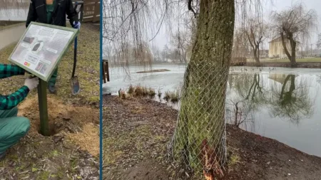Bobry w mieście. Gdańsk edukuje mieszkańców i zapewnia zwierzętom bezpieczne warunki