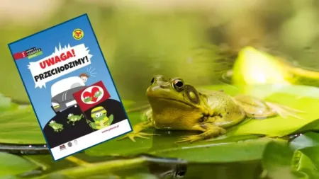 Rusza akcja "Chrońmy Płazy Gdańska". Jakie działania zaplanowano?