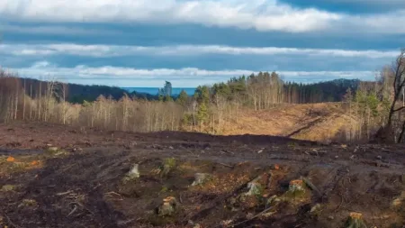 Drzewa pod budowę Obwodnicy Witomina wytną w okresie lęgowym