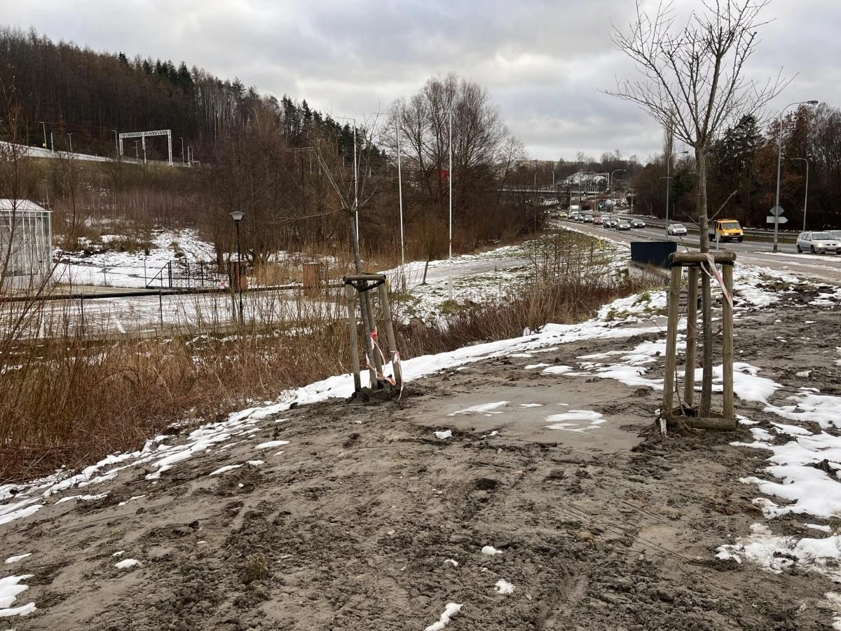 Wykonawca zniszczył trawnik i naruszył strukturę gleby wokół drzew, narażając je tym samym na obumarcie, fot. Igor Dorawa